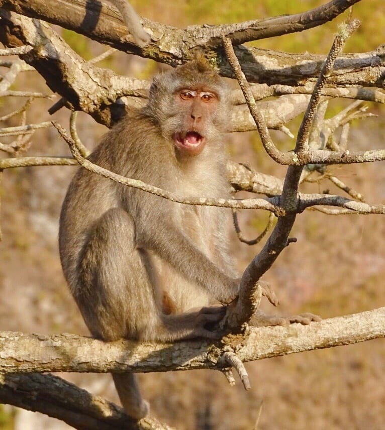 Monkey
