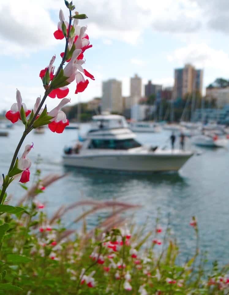 Lavender Bay free things to do Sydney