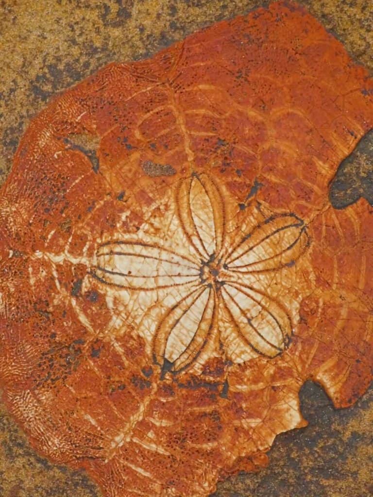 Fossil Yehliu Geopark from Taipei