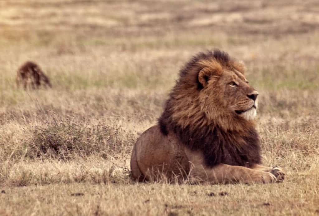 Lion africa