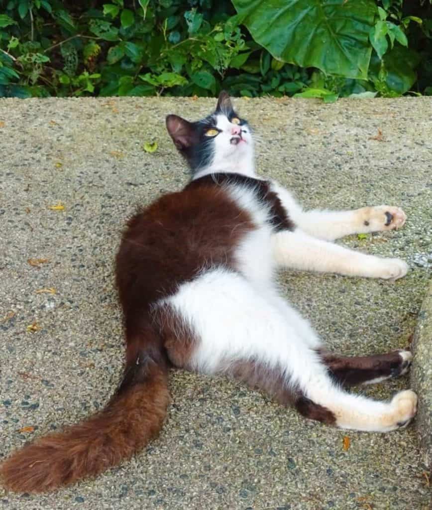 Houtong Cat Village 